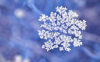 Ist die Schneeflocken-Methode richtig für Deinen Roman?