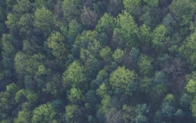 Testleser:innen – Ein wertvoller Einblick in den Leseeindruck